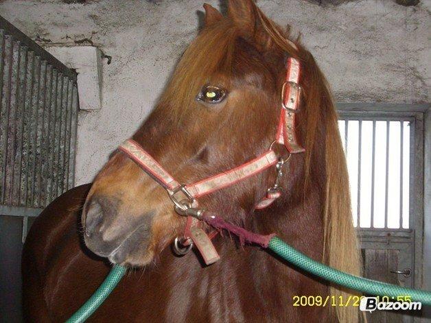 Welsh Cob (sec D) Reballes Gardnia billede 9