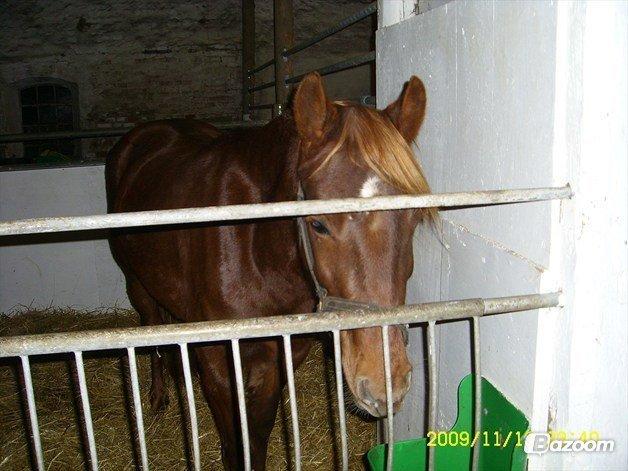 Welsh Cob (sec D) Reballes Gardnia billede 11