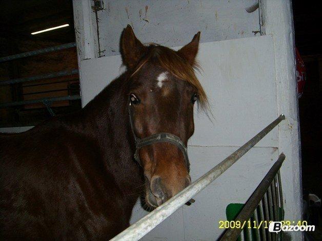 Welsh Cob (sec D) Reballes Gardnia billede 12