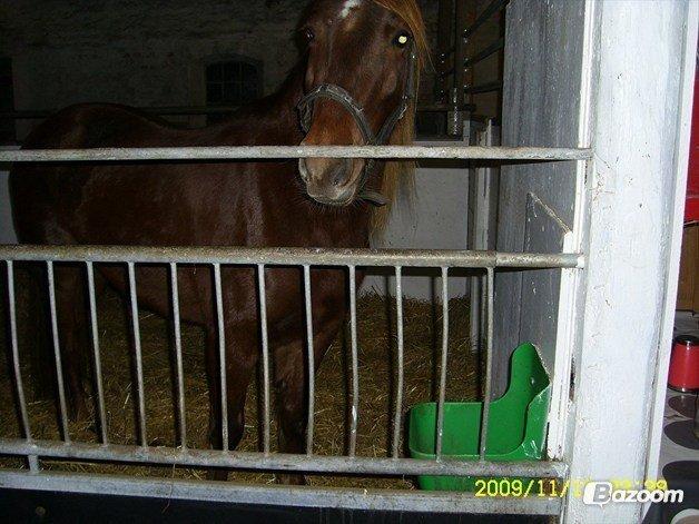 Welsh Cob (sec D) Reballes Gardnia billede 13