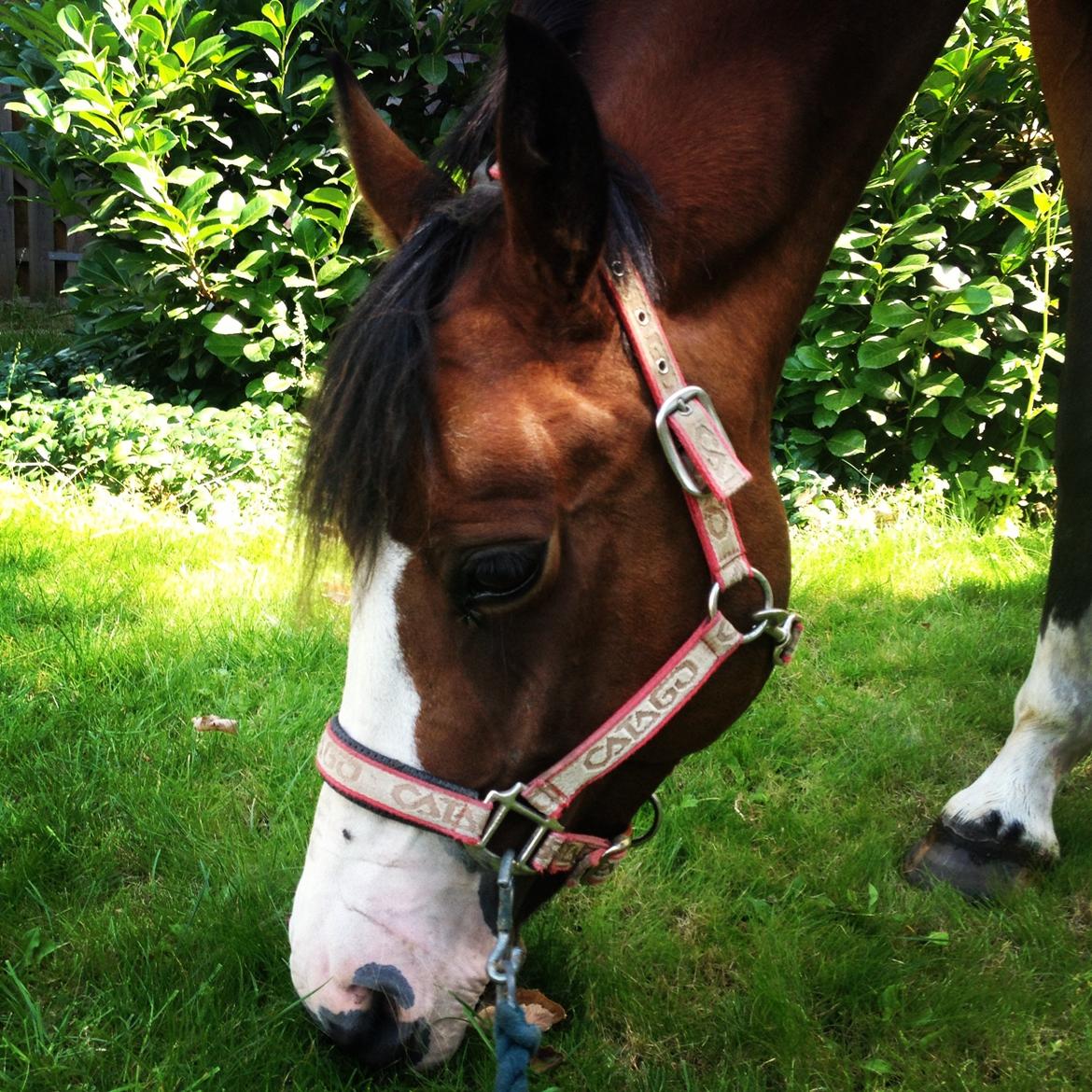 DSP Haahr's Tala billede 10