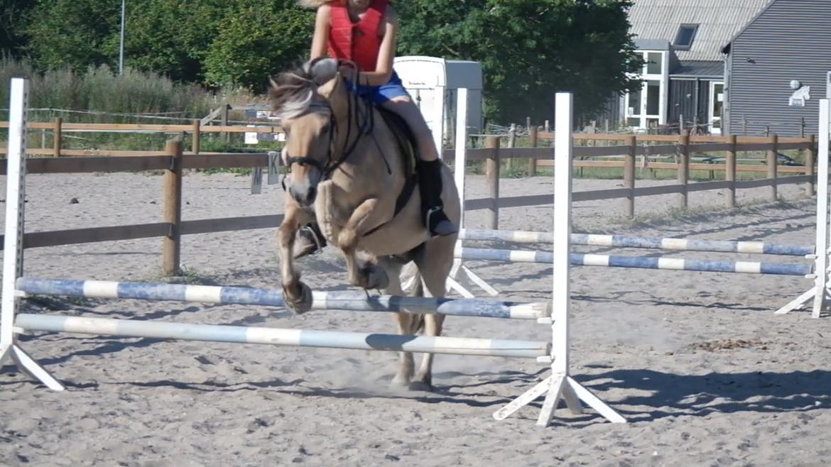 Fjordhest Maja (lille frk. Tut) himmelhest - du overrasker gang på gang billede 18