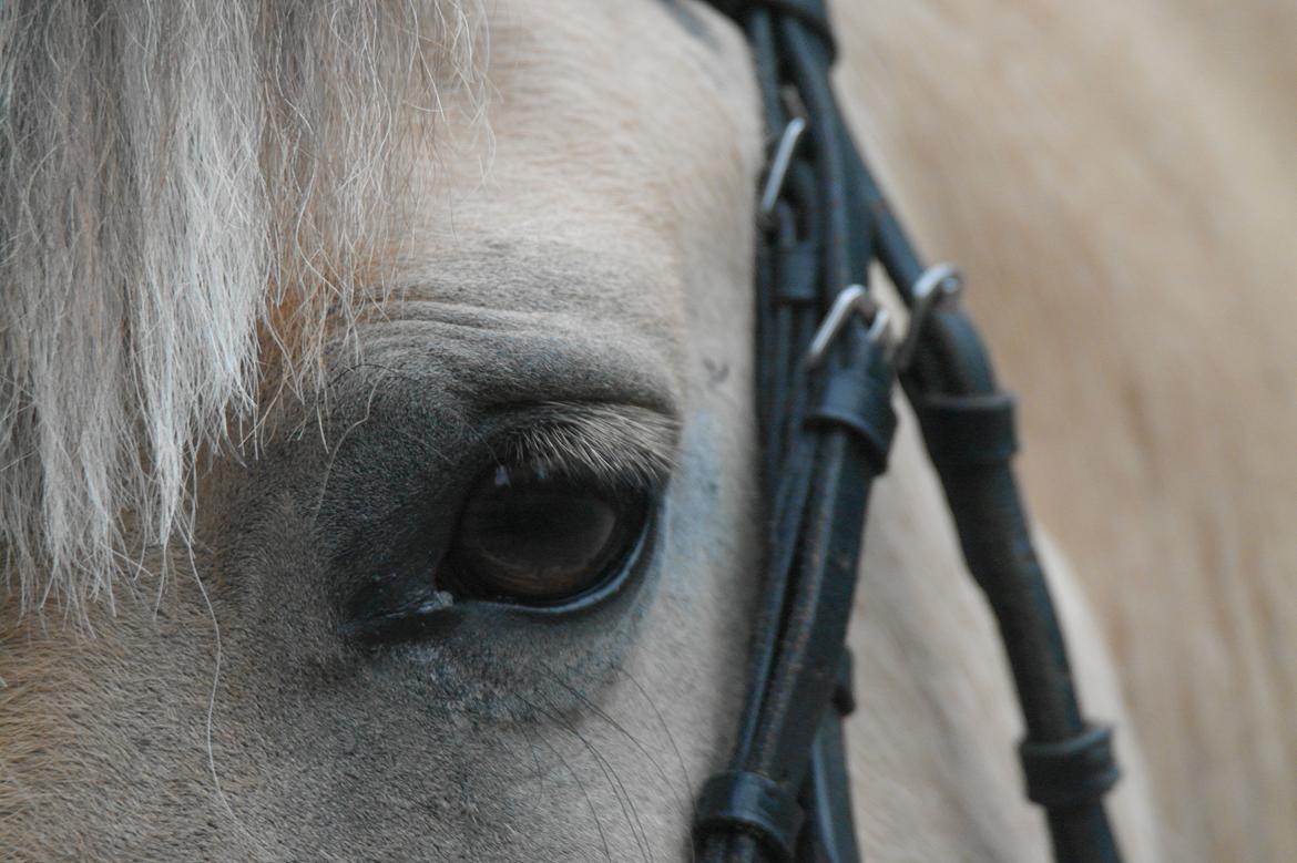 Fjordhest Maja (lille frk. Tut) himmelhest - jeg behøver ikke guld og grønne skove. bare jeg har dig! <3 billede 26