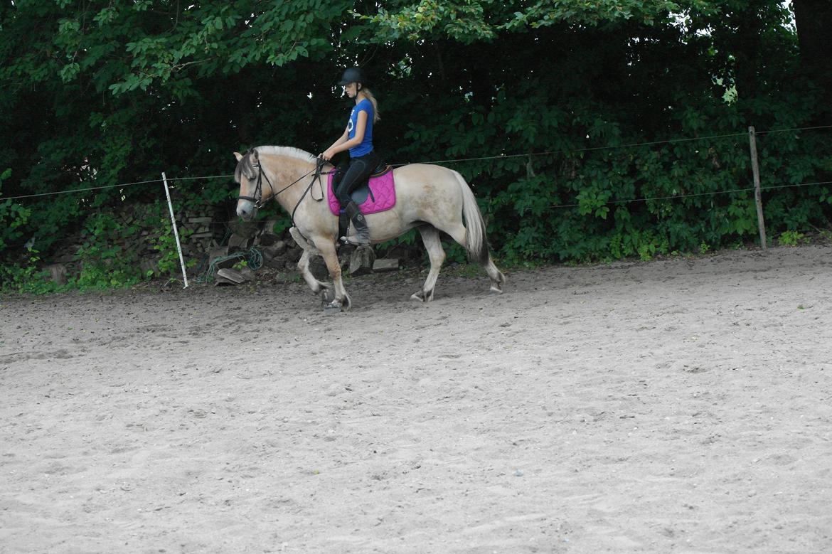 Fjordhest Maja (lille frk. Tut) himmelhest - det går frem af! :D billede 34