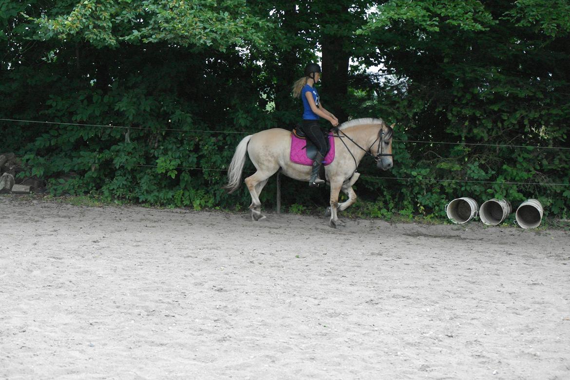 Fjordhest Maja (lille frk. Tut) himmelhest billede 16