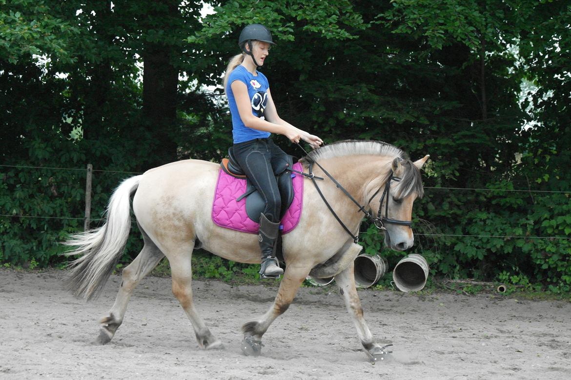 Fjordhest Maja (lille frk. Tut) himmelhest billede 30