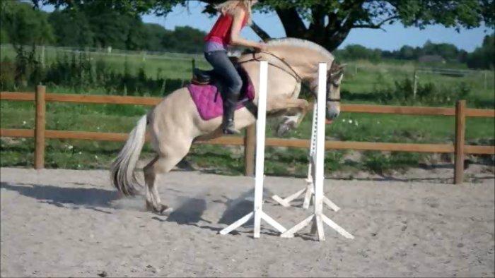 Fjordhest Maja (lille frk. Tut) himmelhest - totalt mærkeligt spring XD billede 35