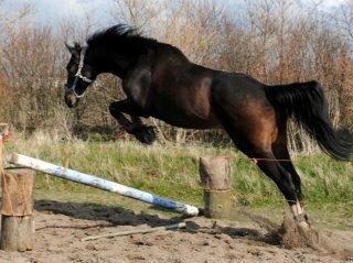 Dansk Varmblod Midor (Mulle) billede 11