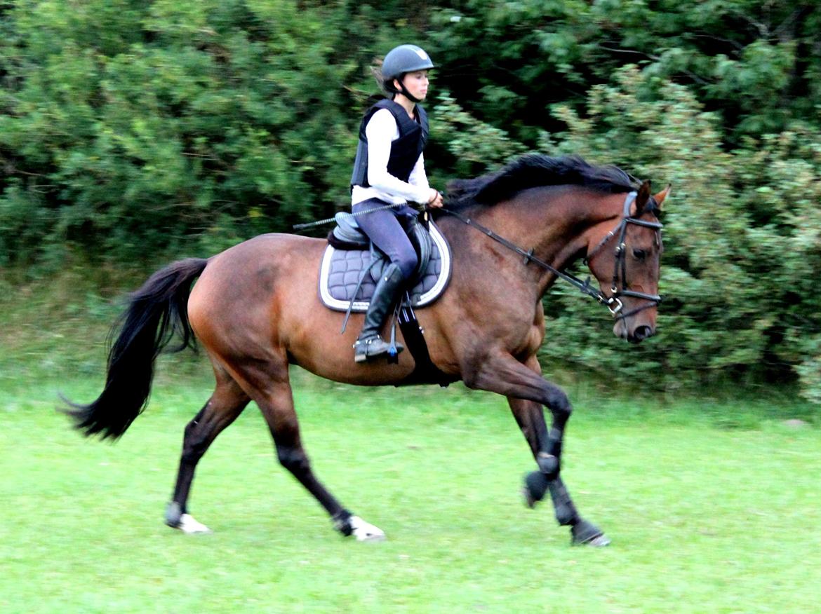 Dansk Varmblod Cille - Cille til træning d. 7/8 2013 billede 17