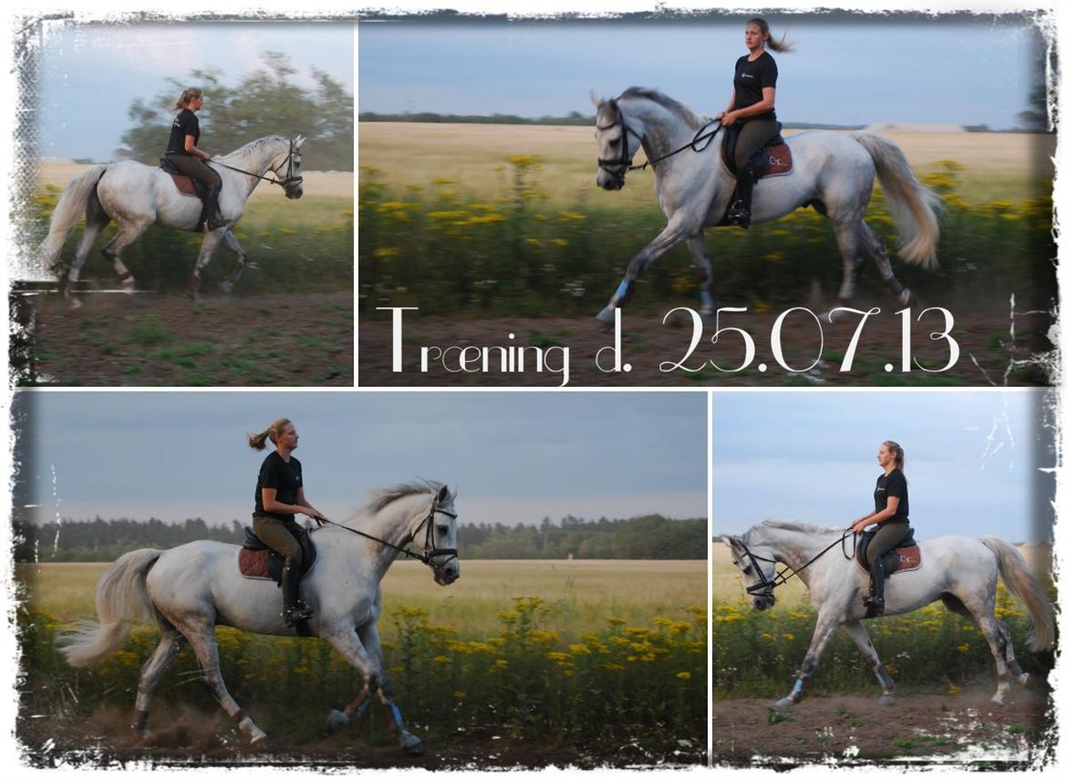 Holstener Unicorn choise - Dressurtræning 2013 - FOTO: ET billede 8