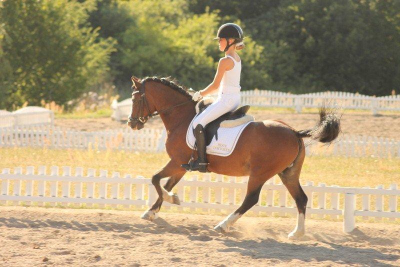 Welsh Mountain (sec A) Springbourne Huckleberry (Hugo) A-pony billede 5