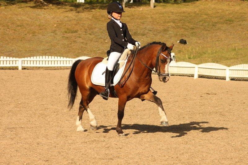Welsh Mountain (sec A) Springbourne Huckleberry (Hugo) A-pony billede 14