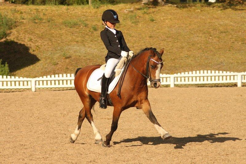 Welsh Mountain (sec A) Springbourne Huckleberry (Hugo) A-pony billede 9