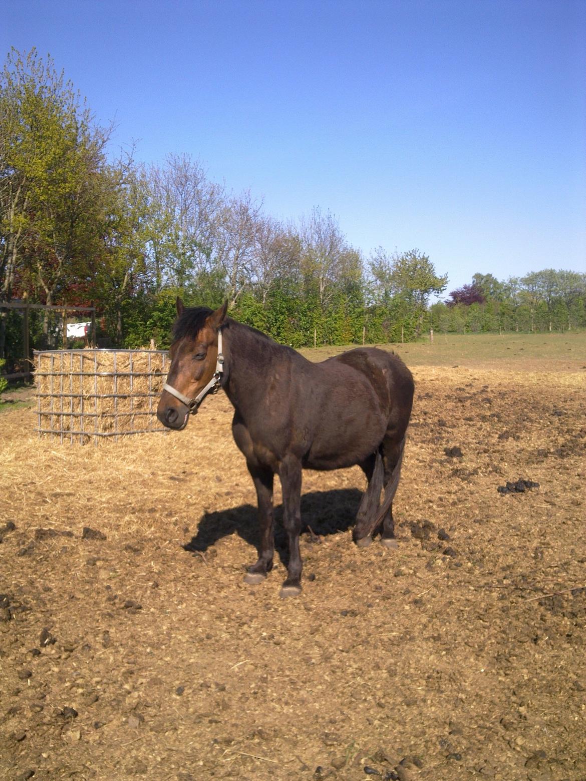 Anden særlig race Ladie billede 6