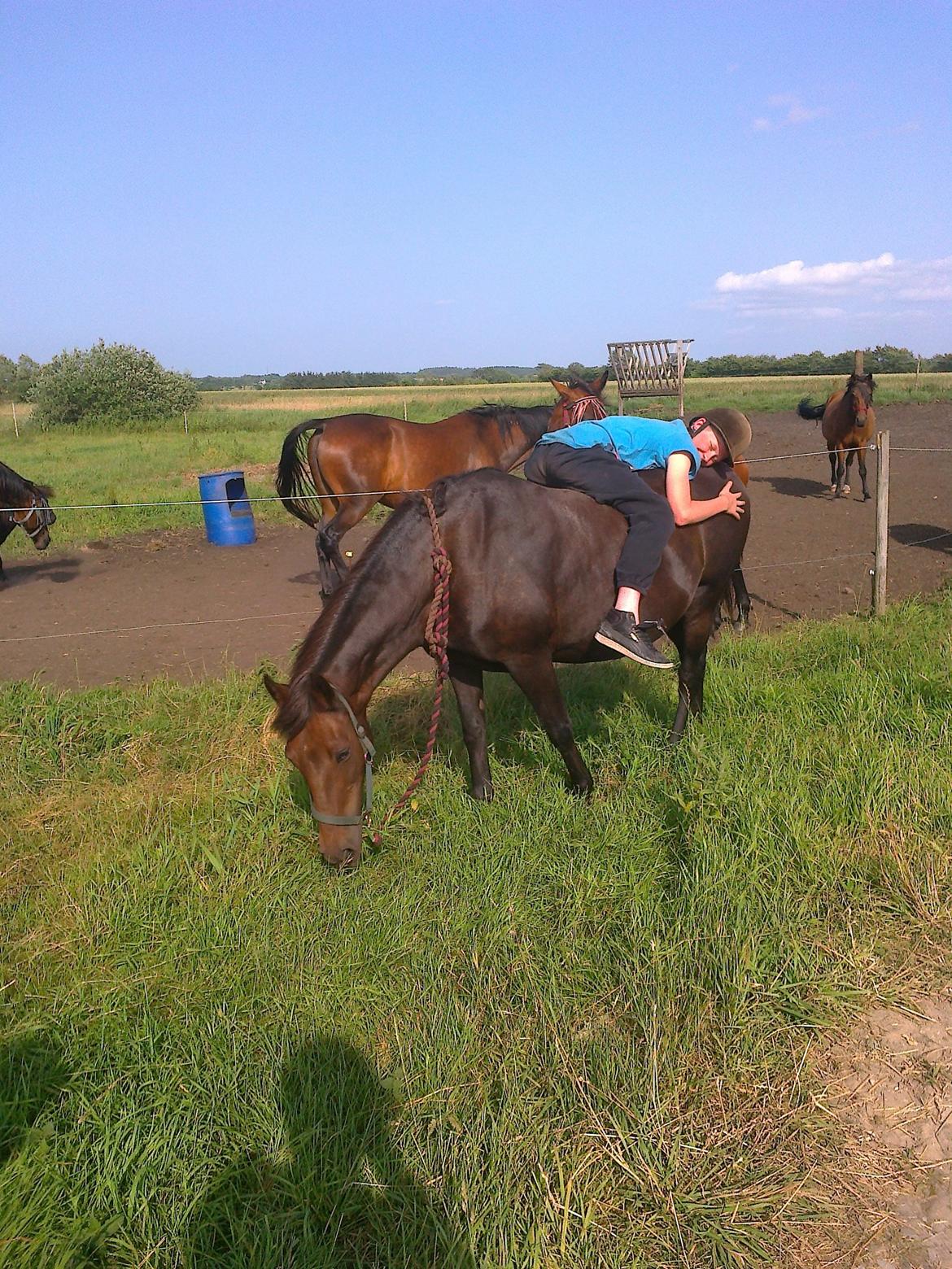 Anden særlig race Ladie billede 4