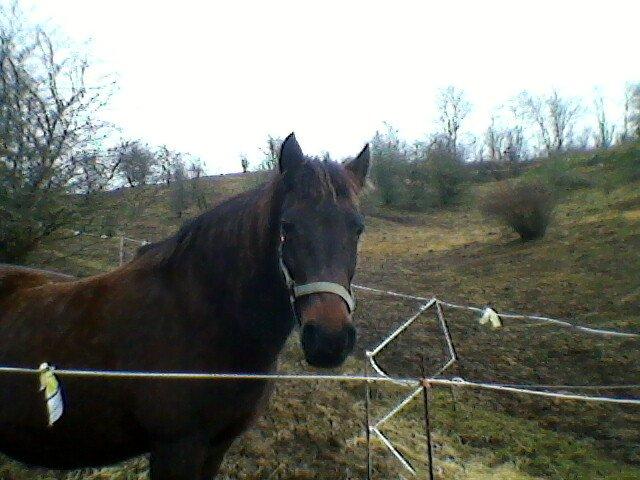 Anden særlig race Ladie billede 13