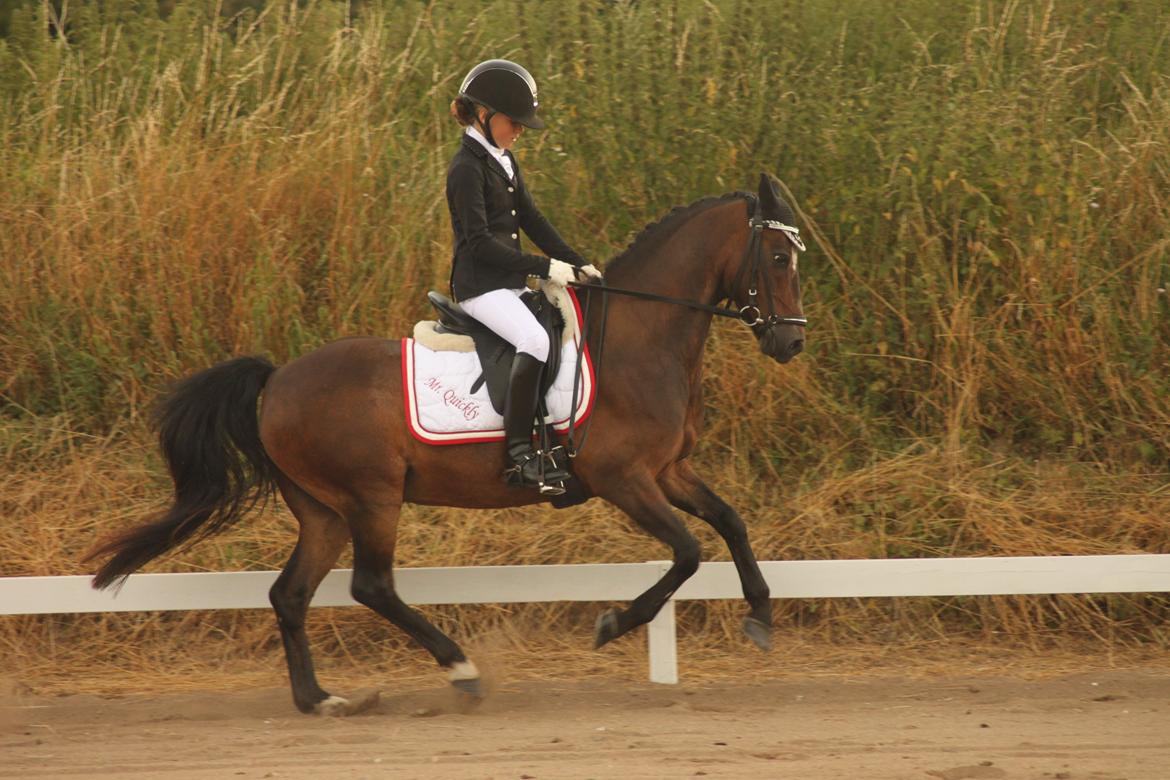 Anden særlig race Mr. Quickly B-pony billede 20