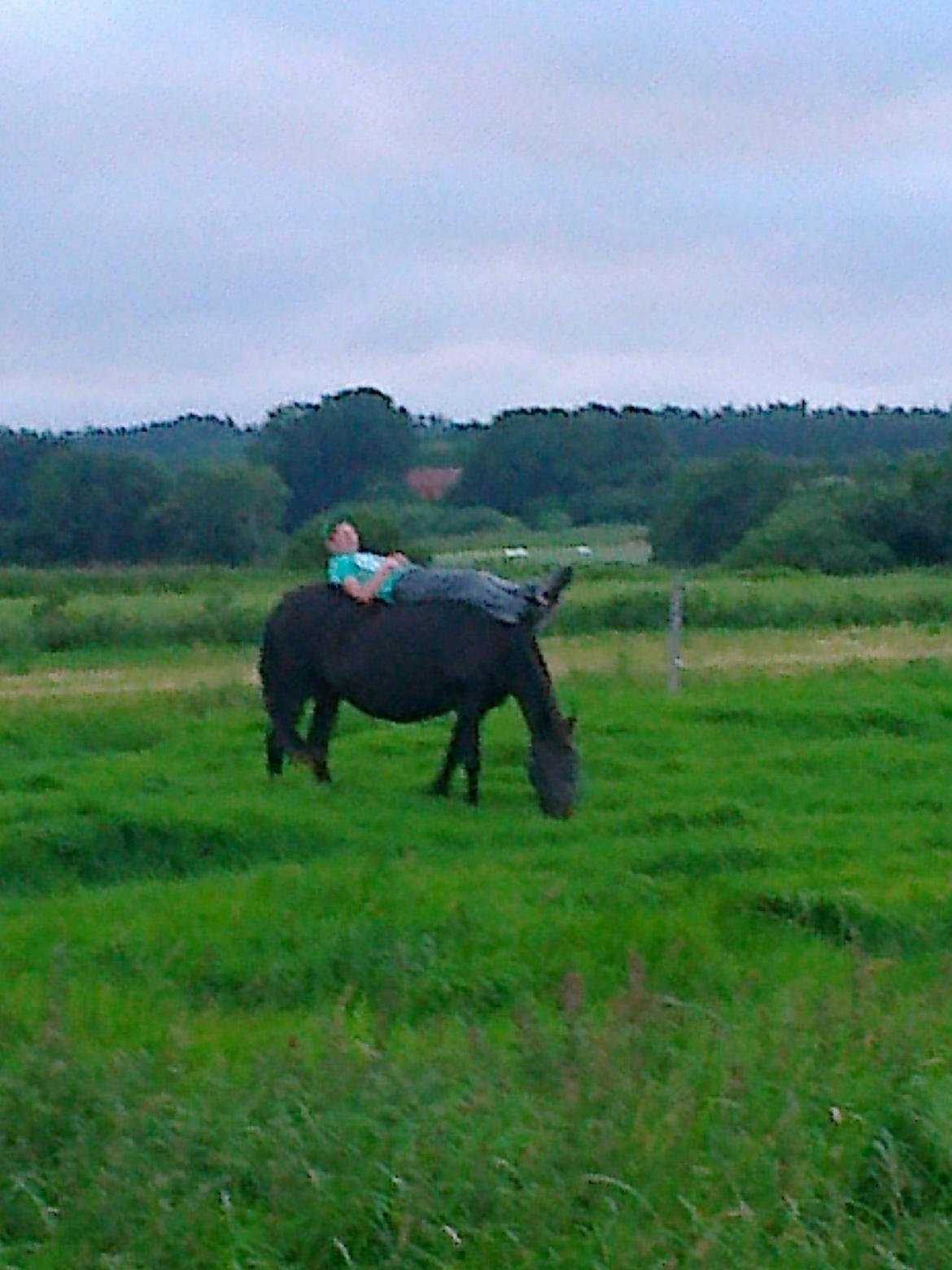 Anden særlig race Ladie billede 14