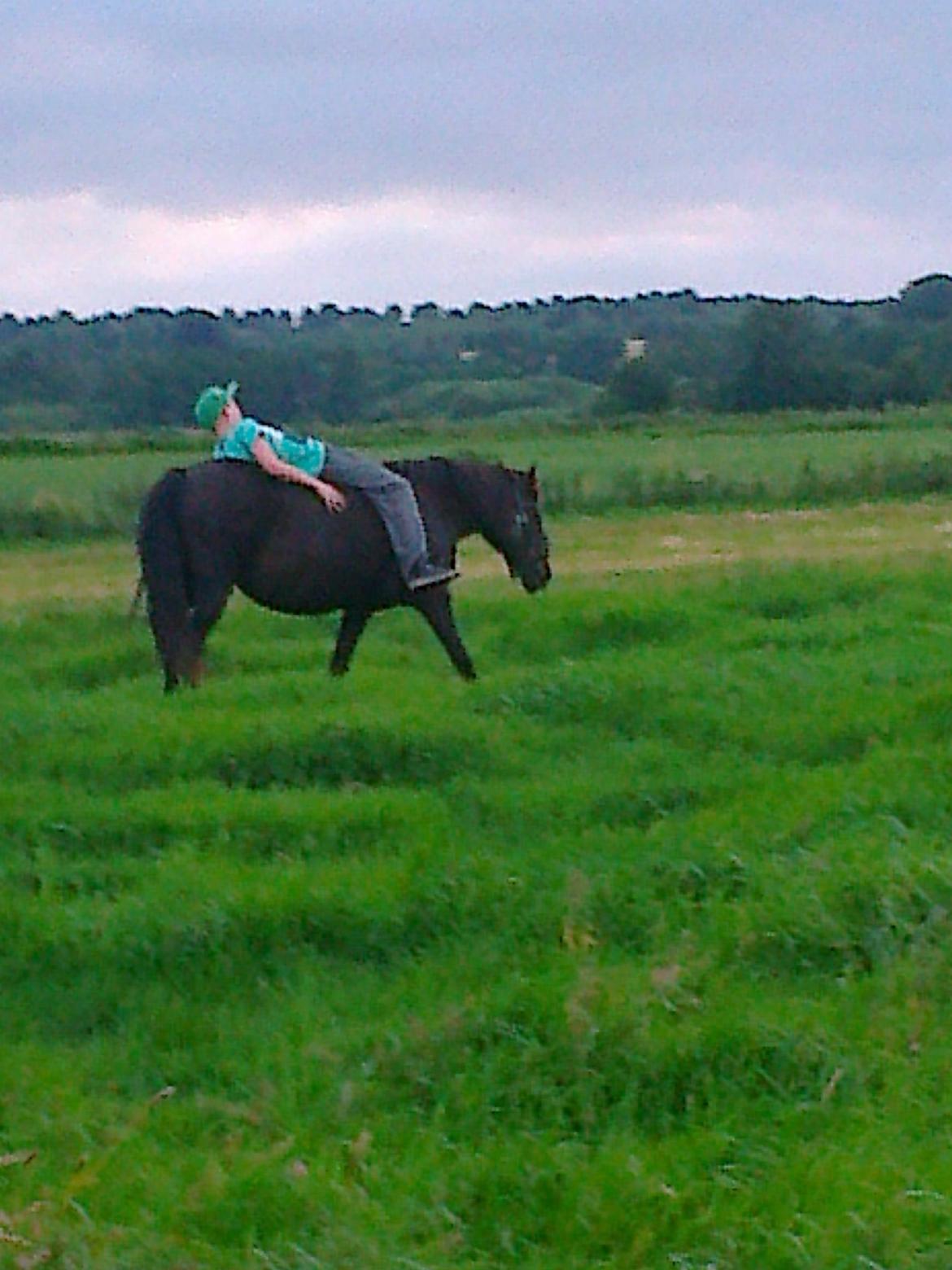 Anden særlig race Ladie billede 16