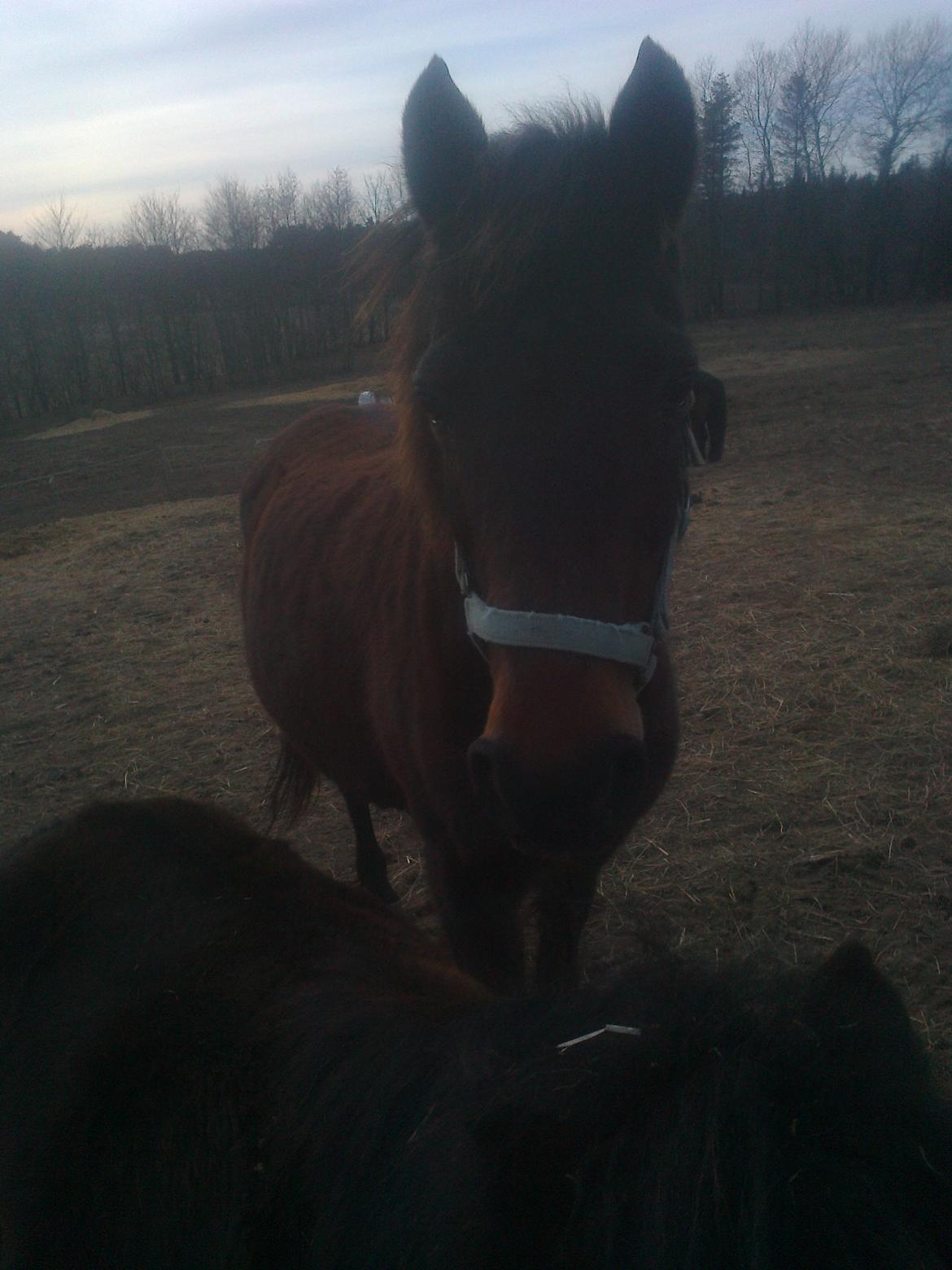 Anden særlig race Ladie billede 18