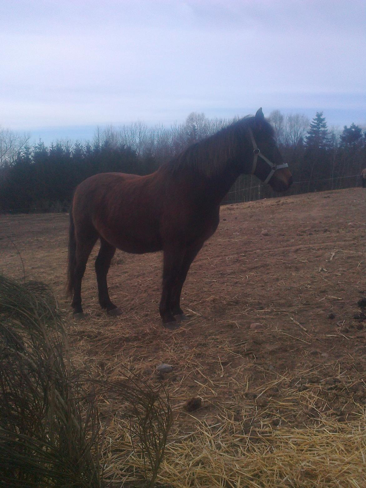 Anden særlig race Ladie billede 9