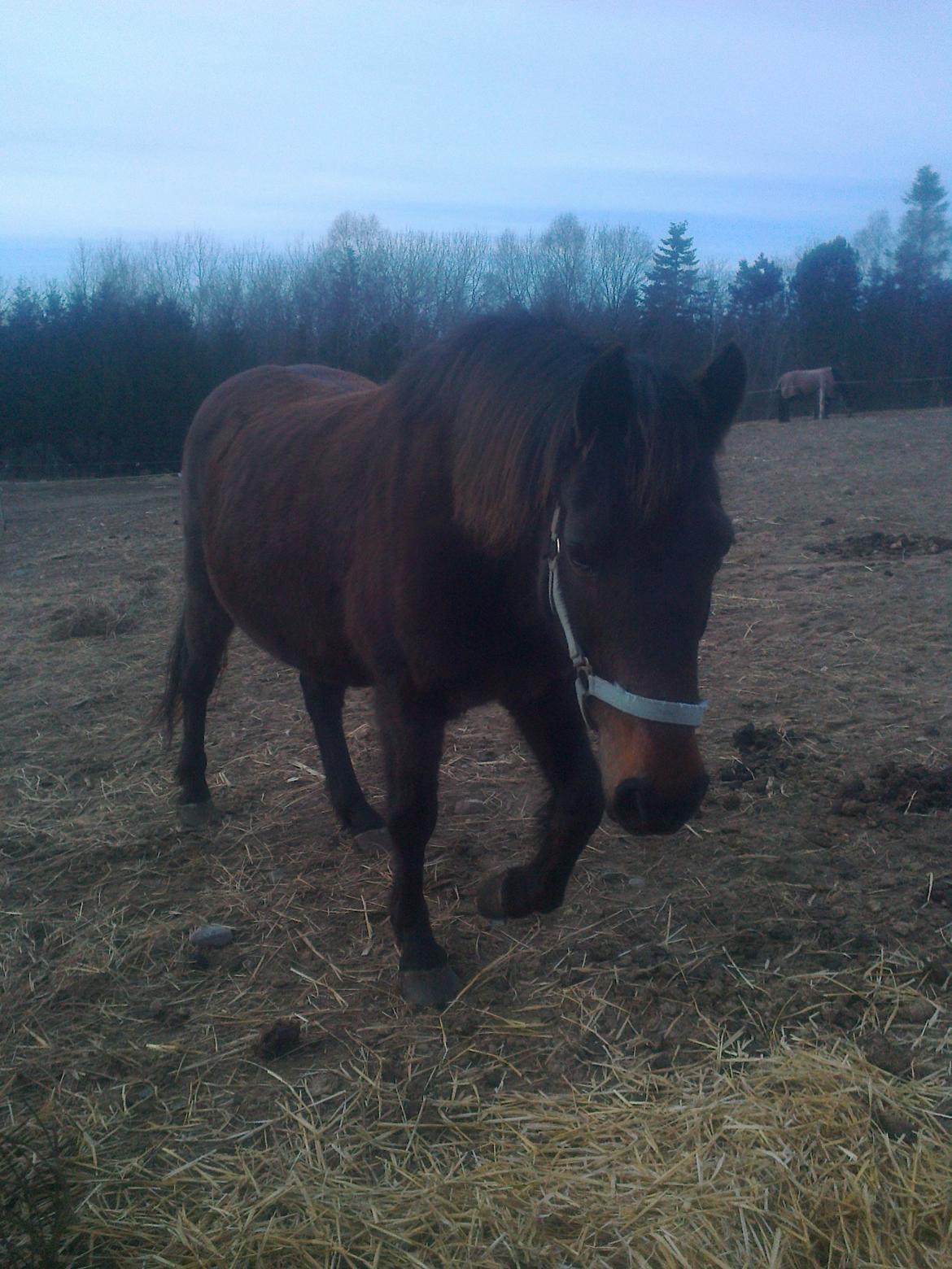 Anden særlig race Ladie billede 3