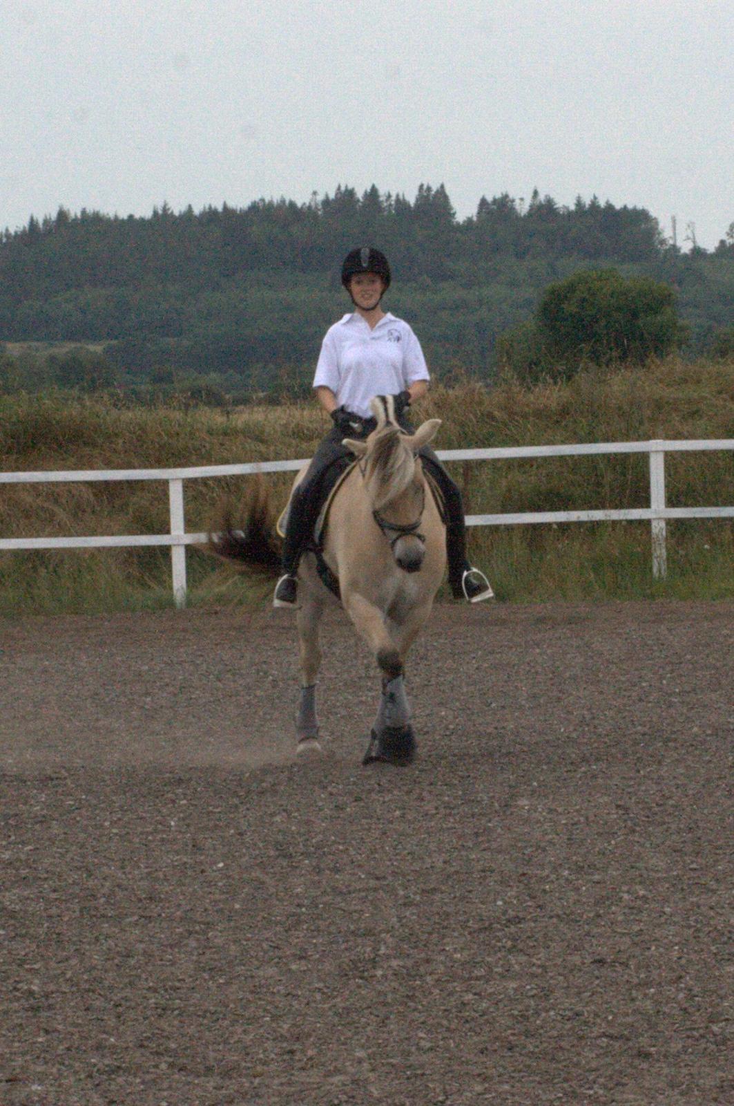 Fjordhest Højgaards Induc - 7/8 2013
Påbegyndelse at trav schenkelvigninger billede 17