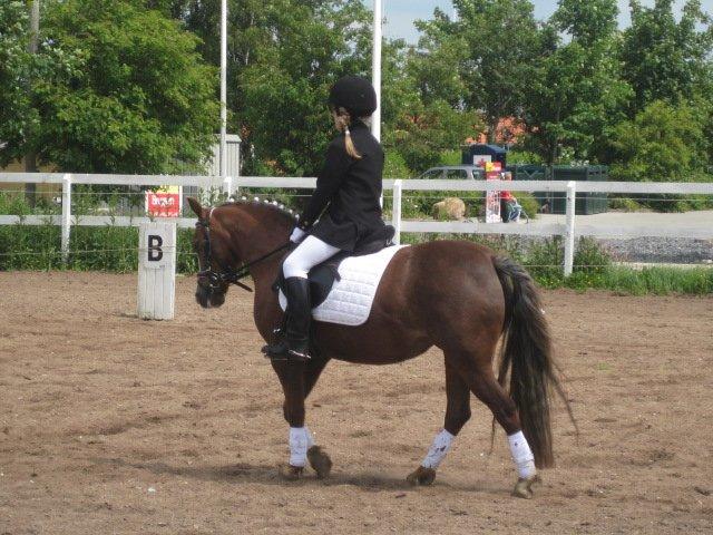 Welsh Pony af Cob-type (sec C) Fanny SOLGT :'( - Ned ad midterlinjen! Vi fik en 1. plads <3 billede 17