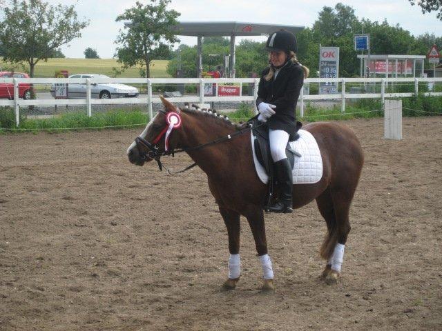 Welsh Pony af Cob-type (sec C) Fanny SOLGT :'( - 1. plads, Emilia og Fanny <3 billede 18