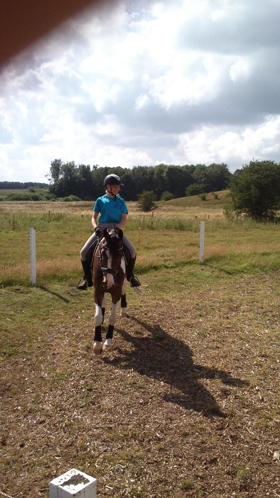 Pinto Pride billede 7