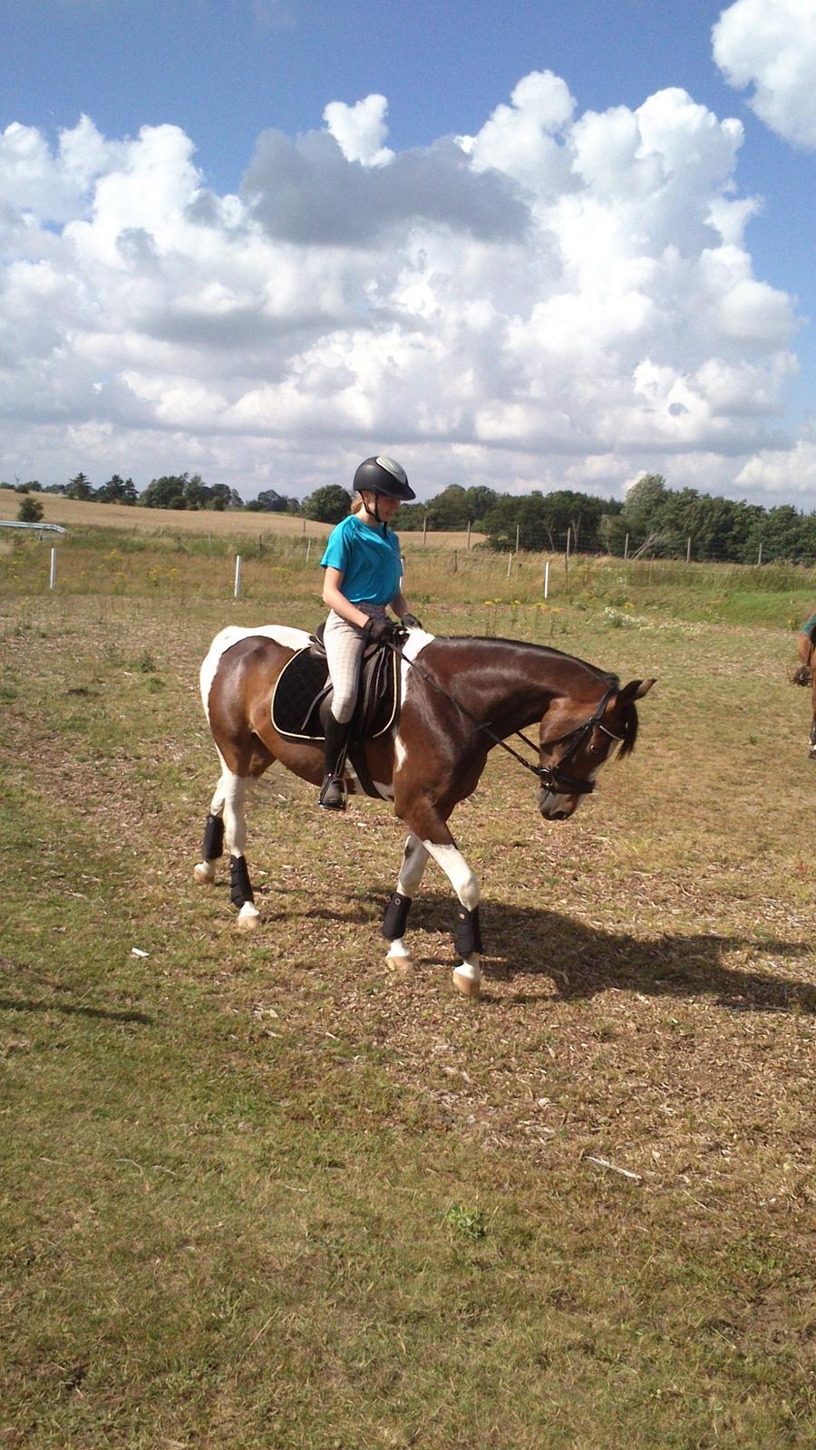 Pinto Pride billede 10