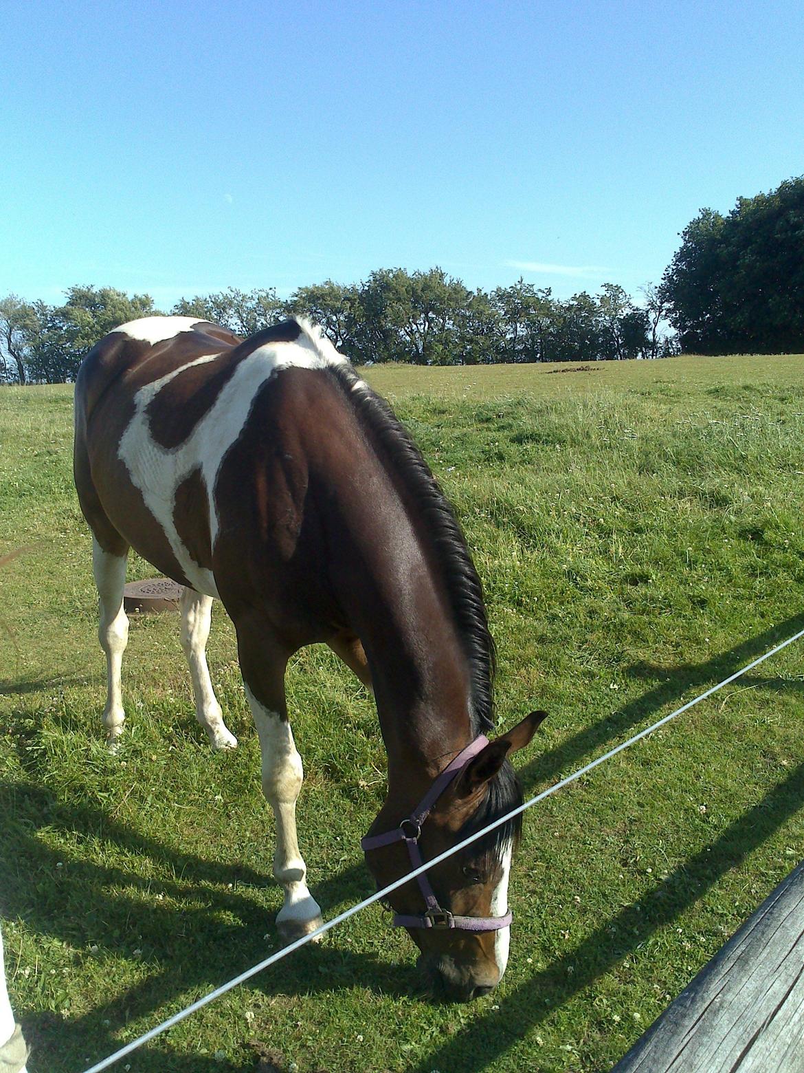 Pinto Pride billede 6