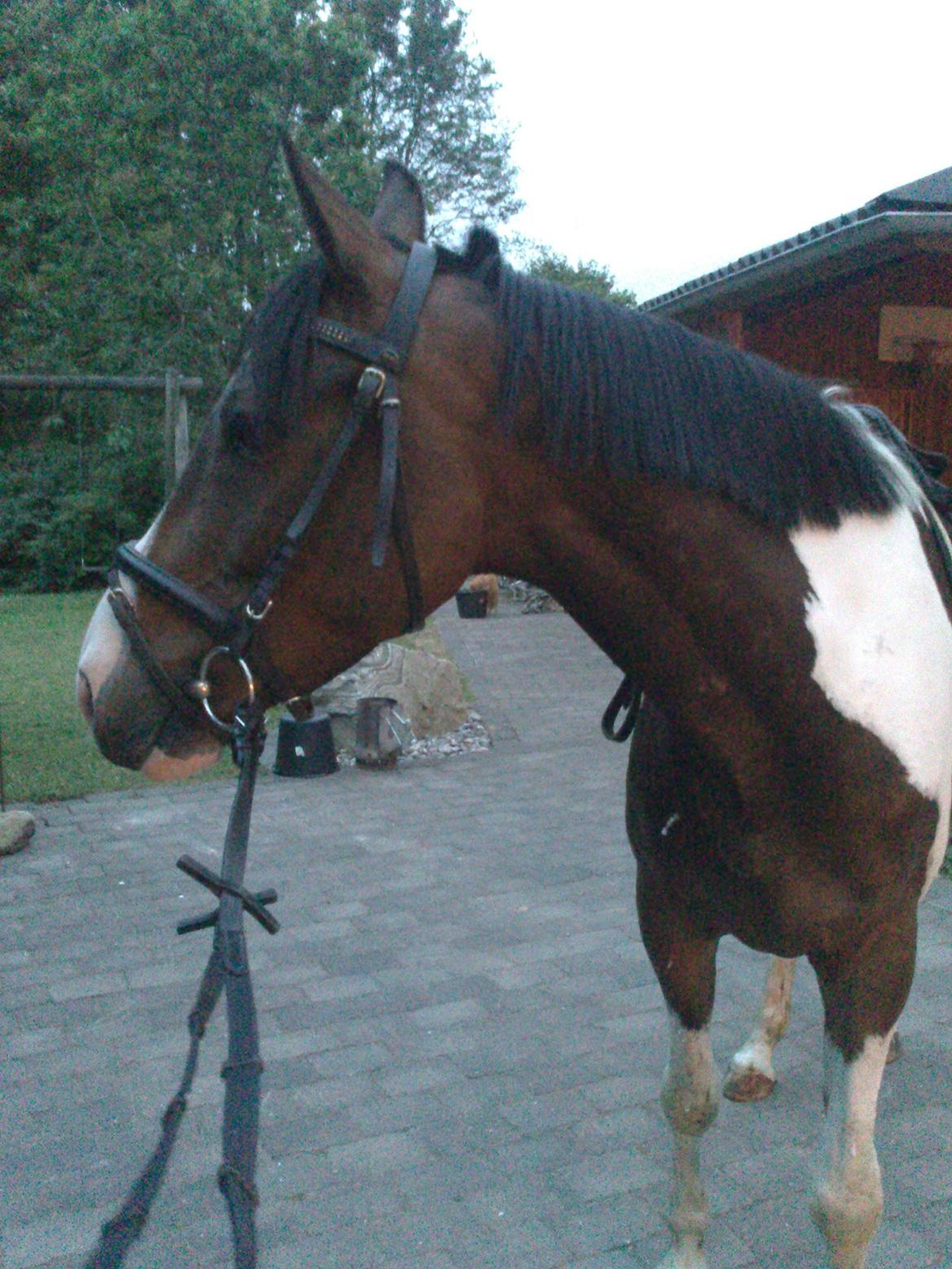 Pinto Pride billede 3