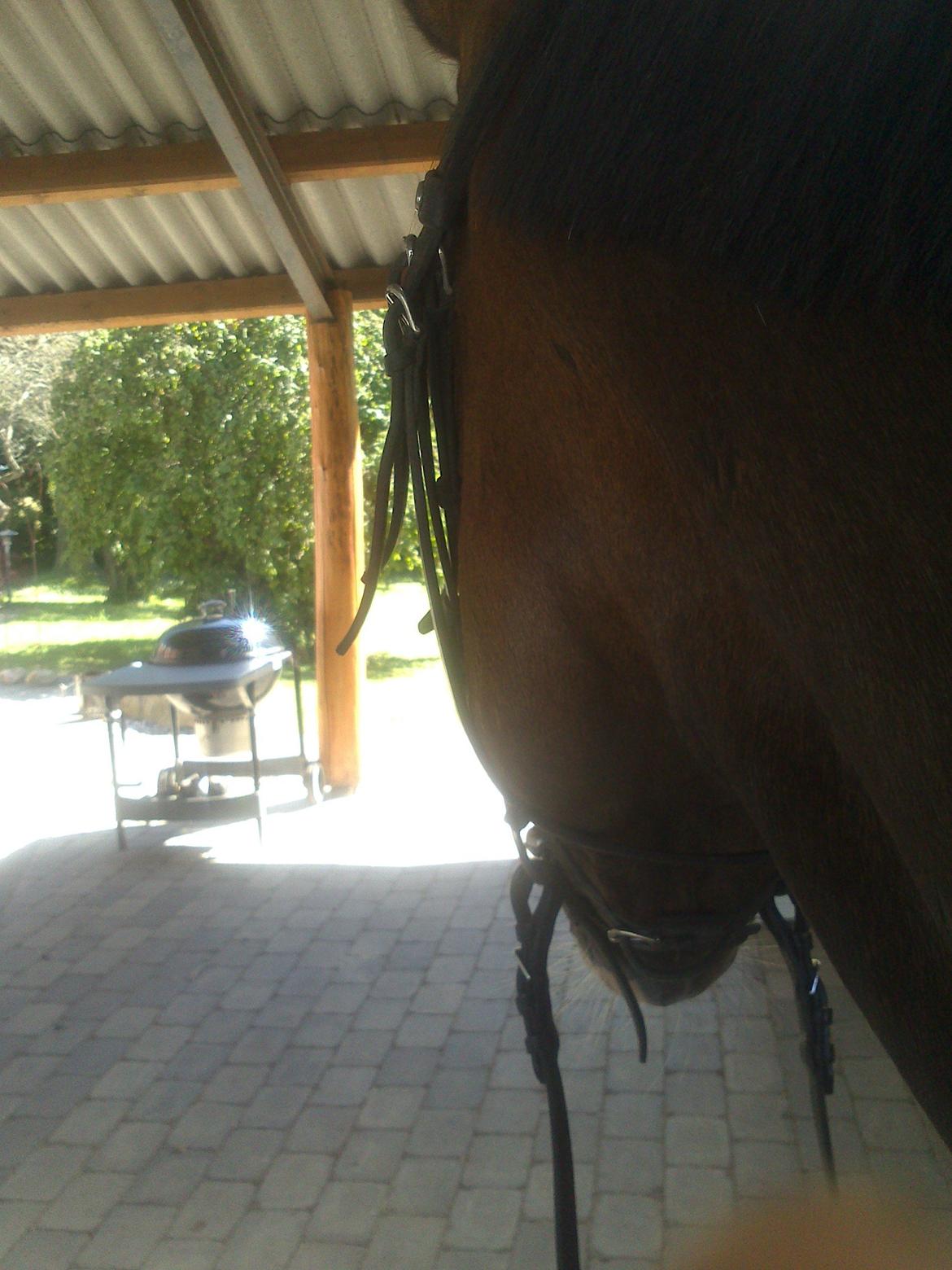 Pinto Pride billede 14