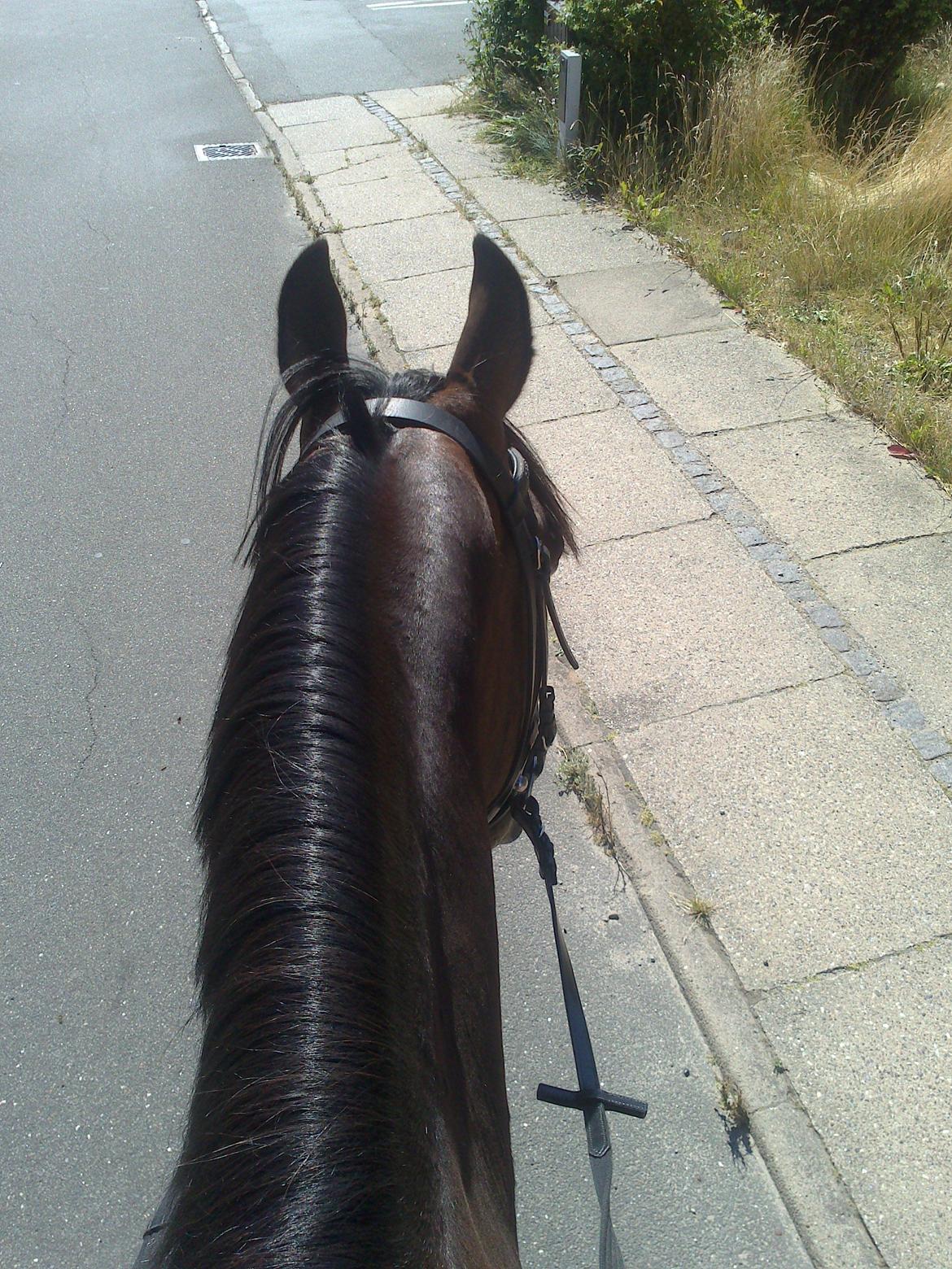 Pinto Pride billede 15