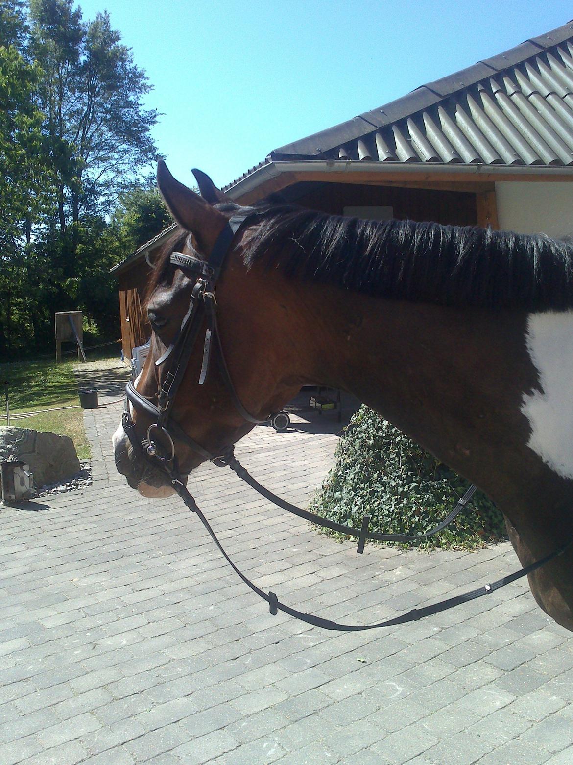 Pinto Pride billede 11