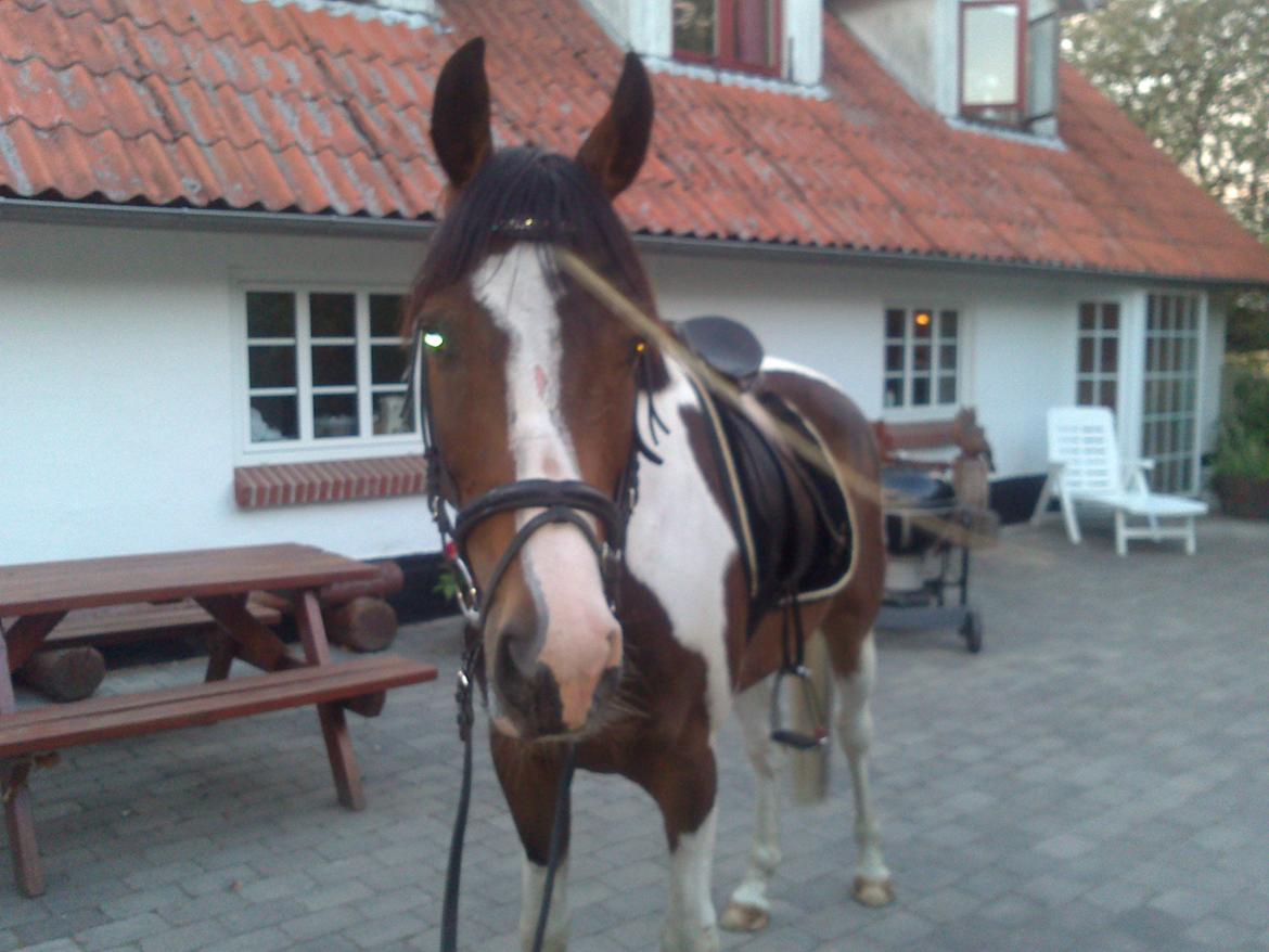 Pinto Pride billede 13