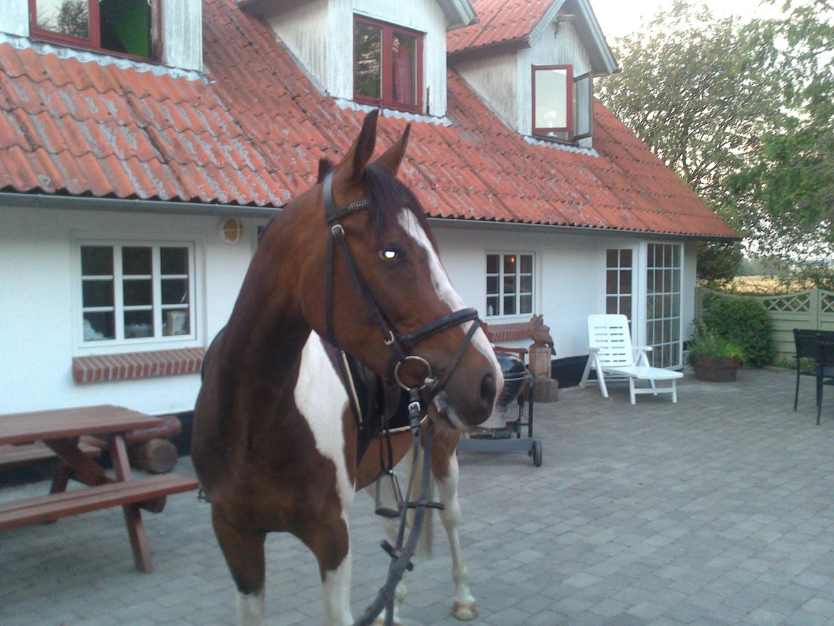 Pinto Pride billede 4