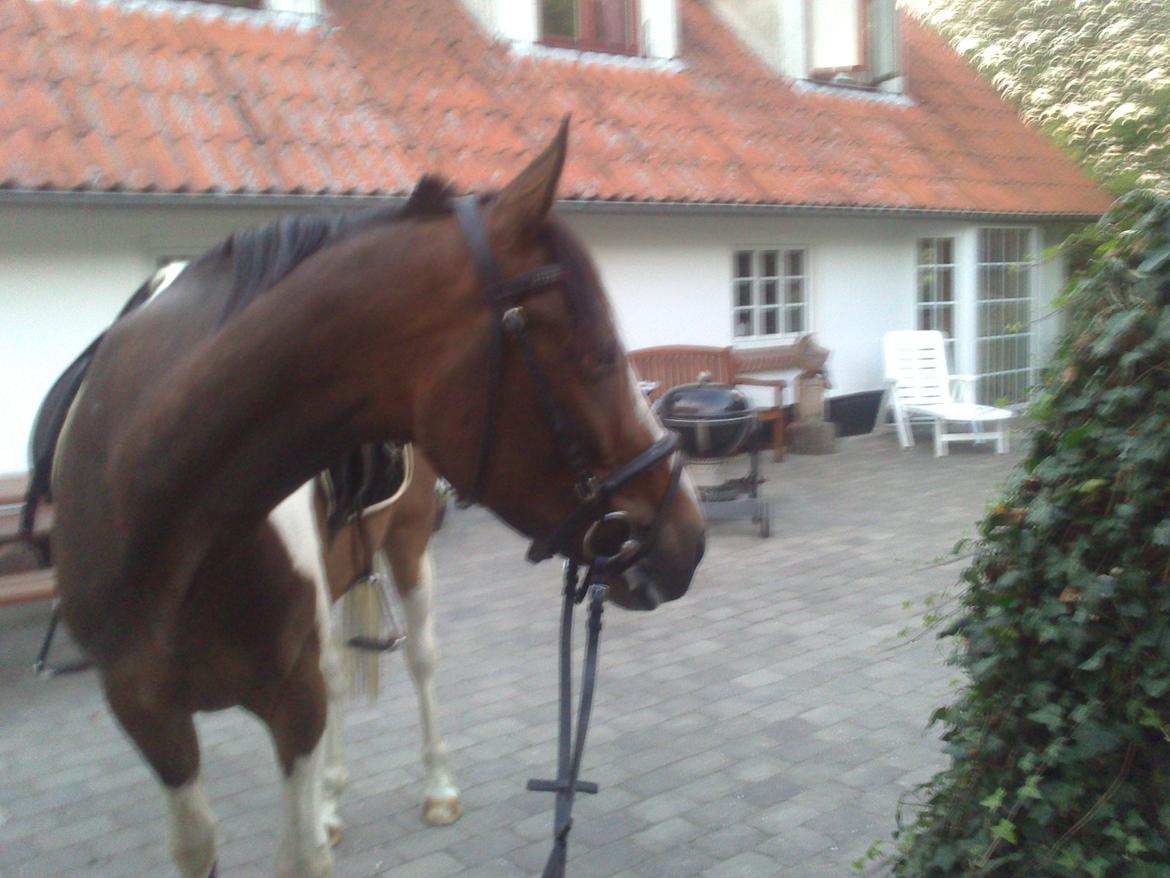 Pinto Pride billede 16