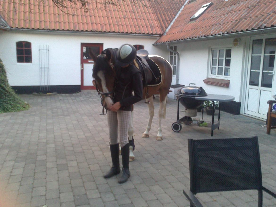 Pinto Pride billede 18