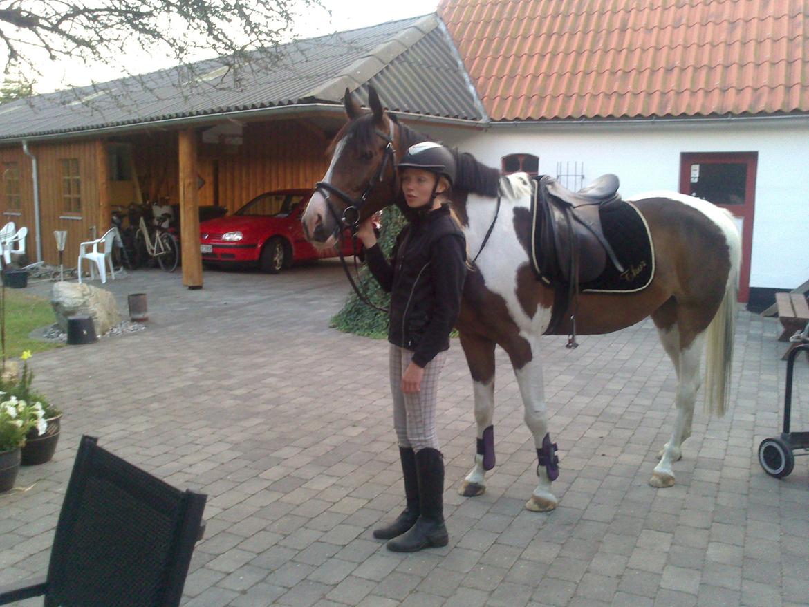 Pinto Pride billede 19