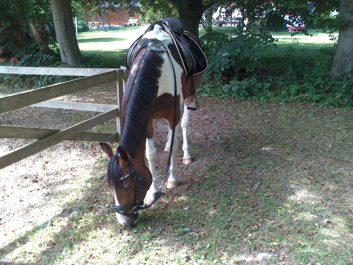 Pinto Pride billede 20