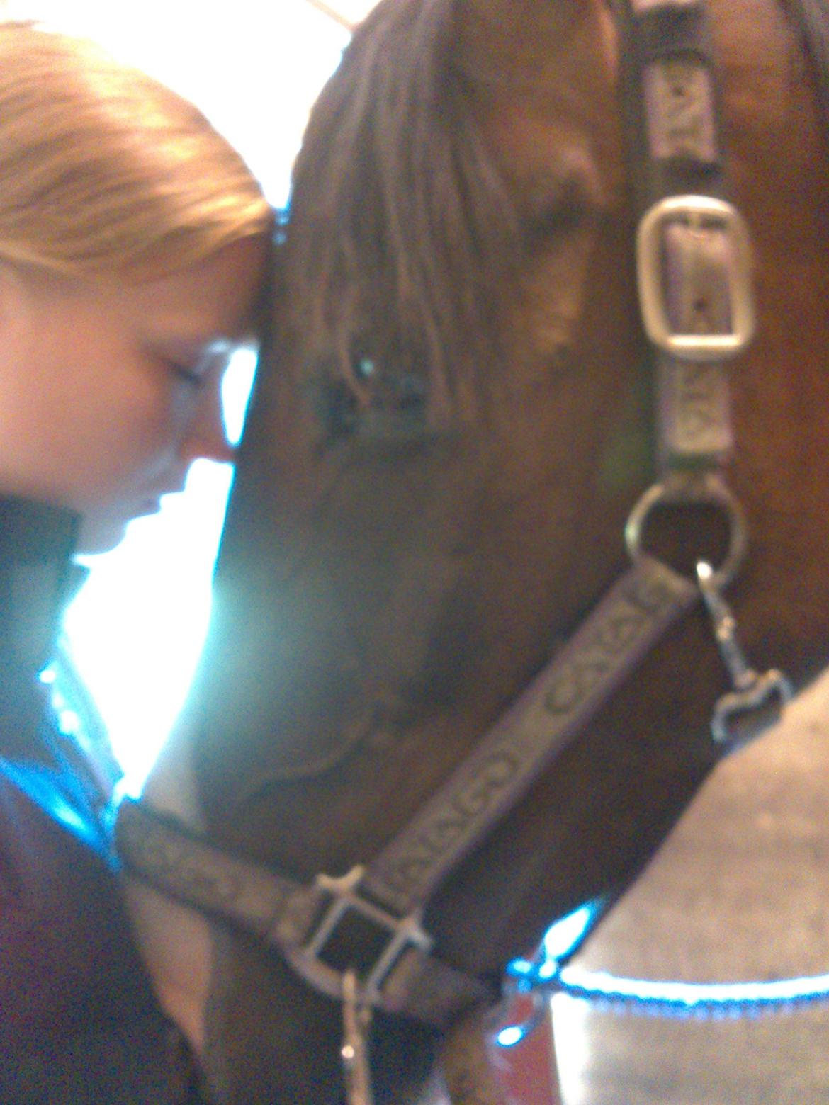 Pinto Pride billede 8