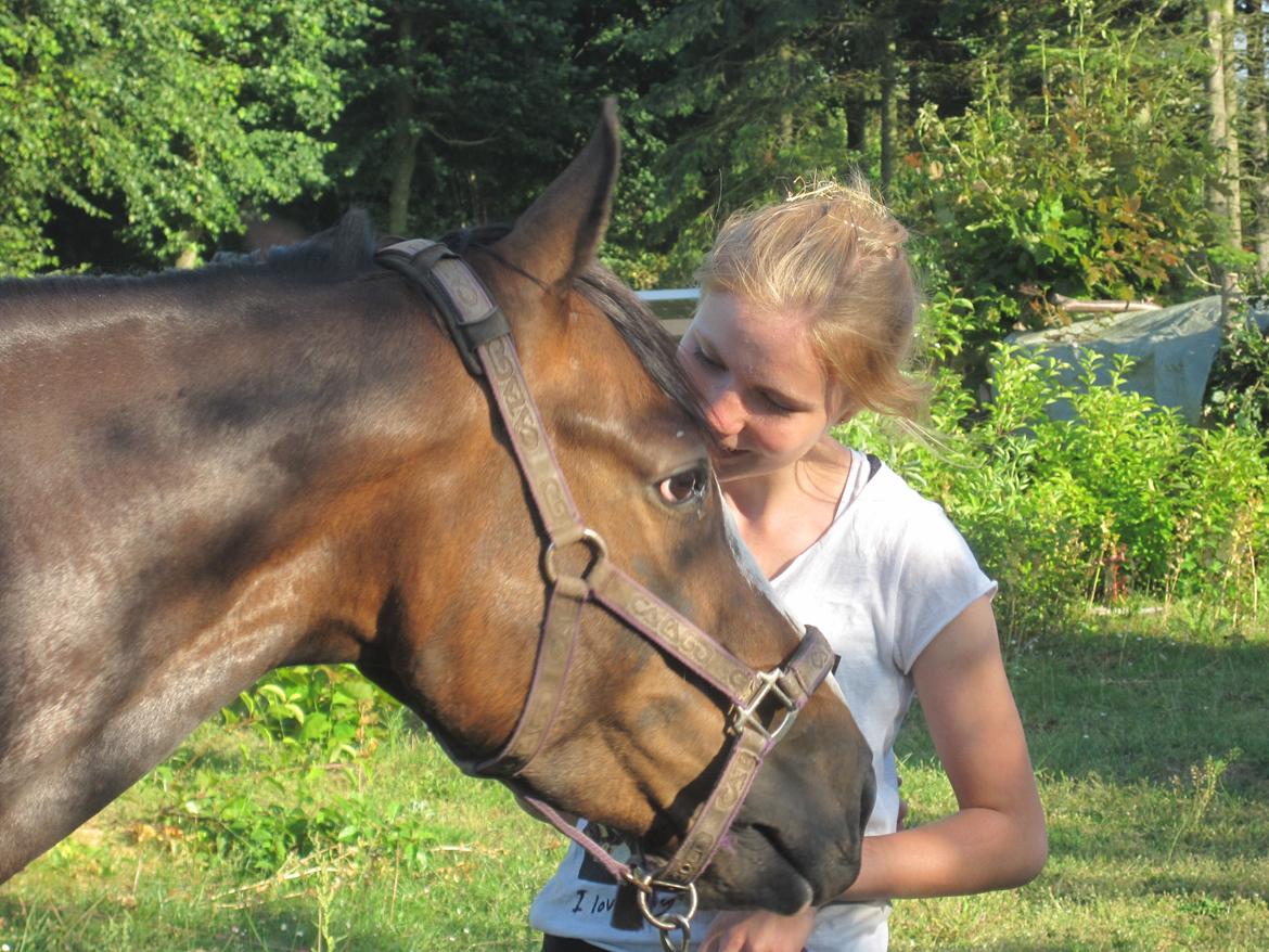 Pinto Pride billede 12