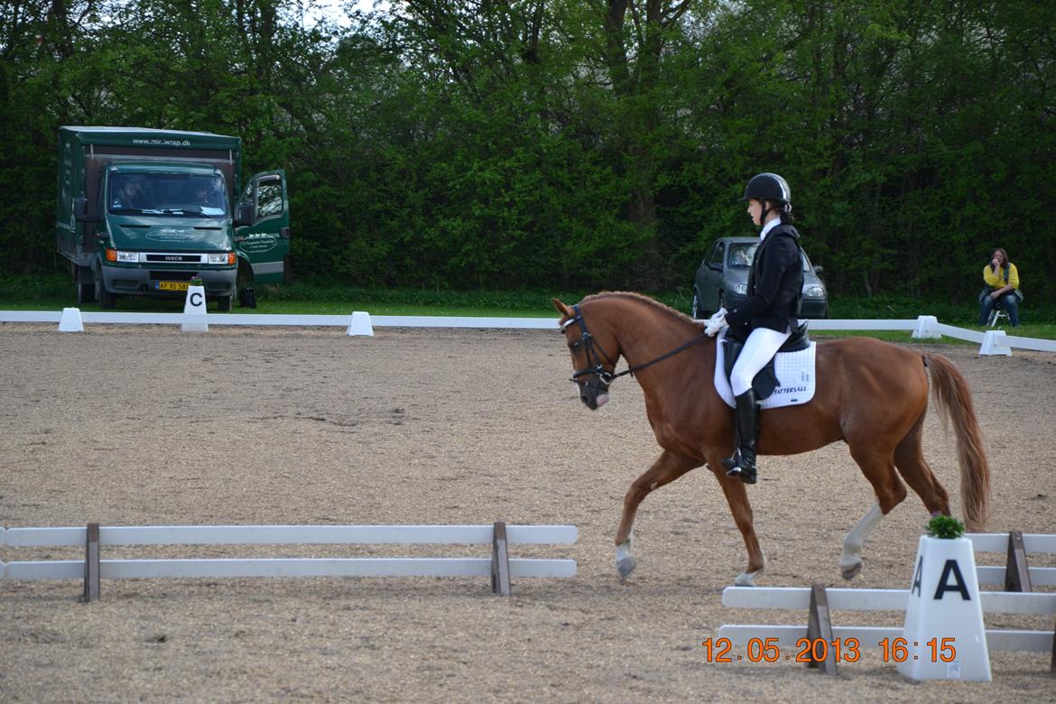 DSP Red Rebel Vrå (Rolf) billede 5