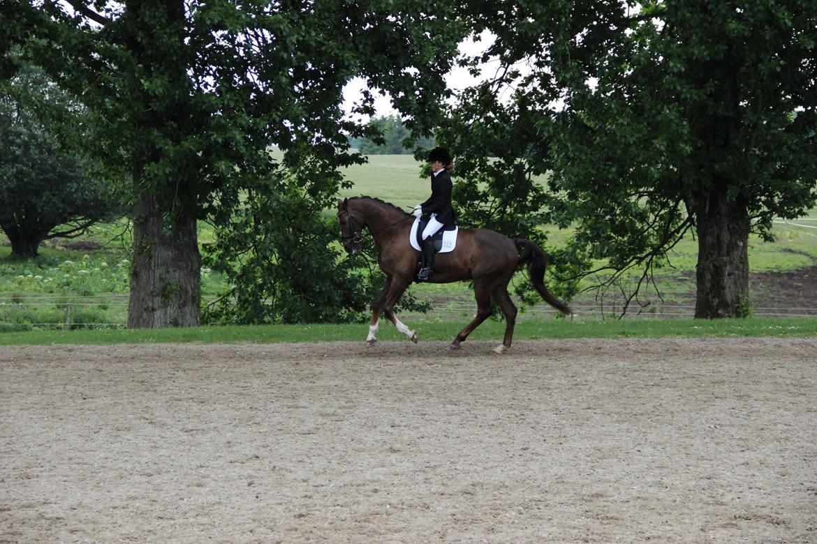 Dansk Varmblod Edelgårdens daddy long leg billede 8