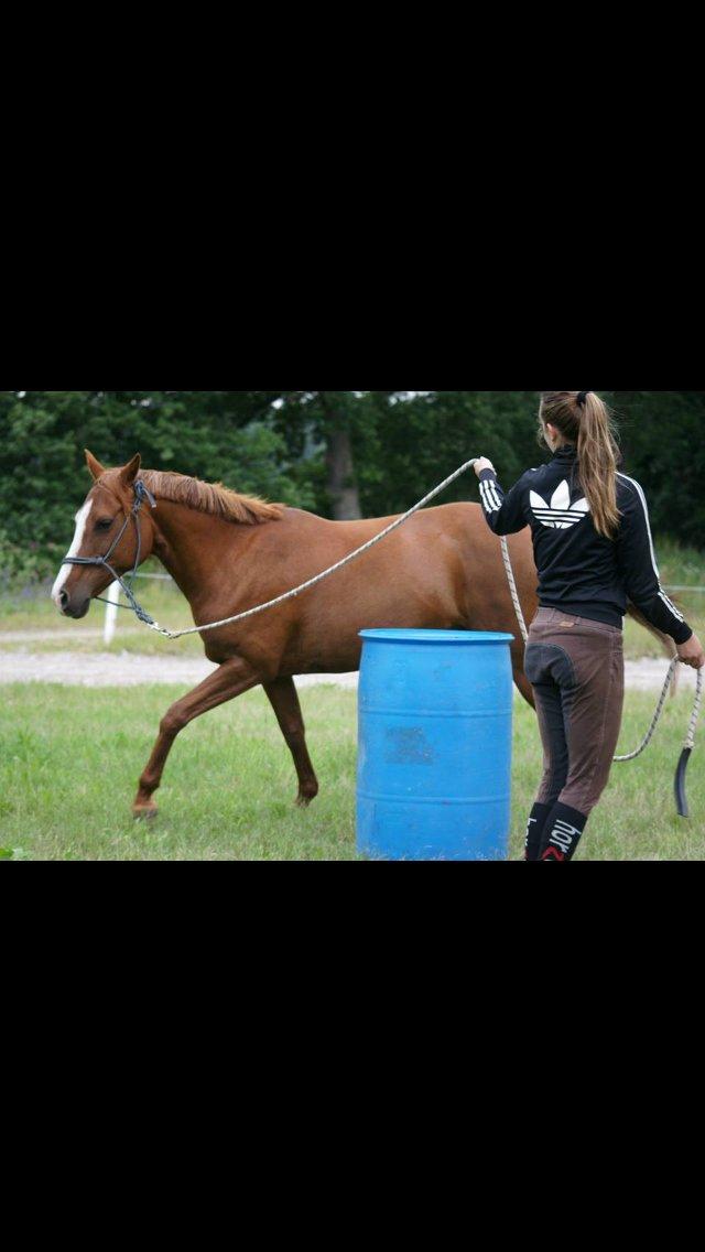 Irsk Sportspony Skywalker Merina - Lidt jordtræning<3 billede 17