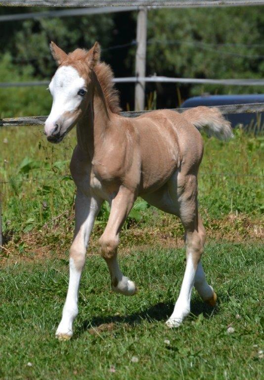 Welsh Mountain (sec A) Rø's Johnny Deluxe billede 1