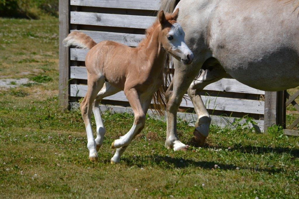 Welsh Mountain (sec A) Rø's Johnny Deluxe billede 2