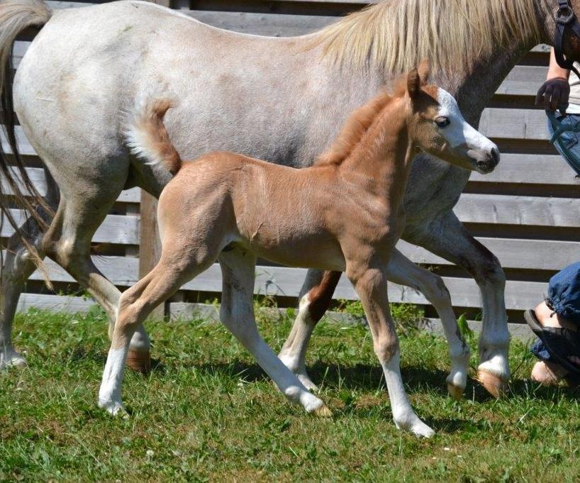Welsh Mountain (sec A) Rø's Johnny Deluxe billede 3